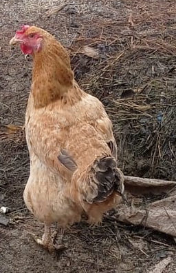 Female Chicken