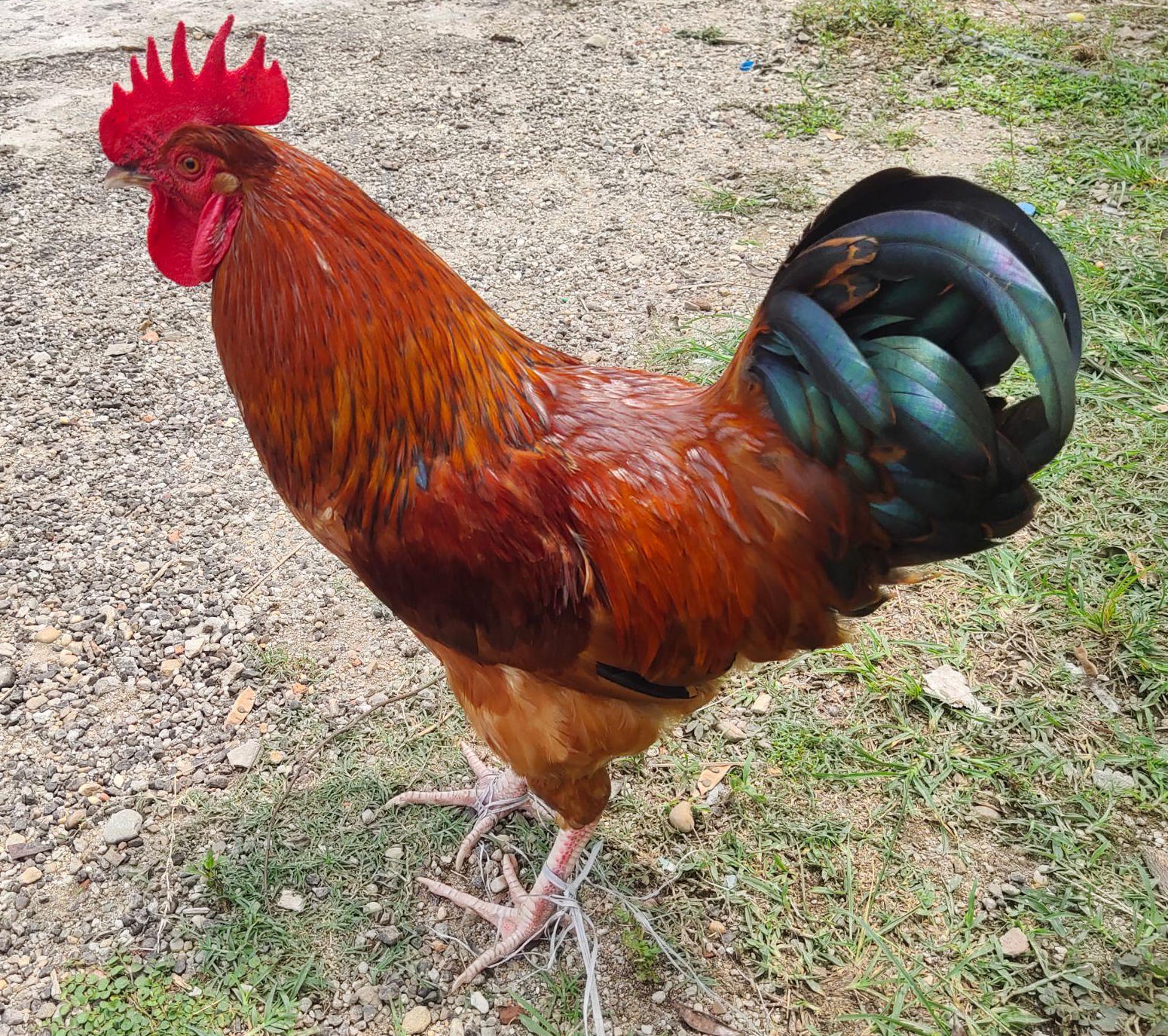 Male Chicken